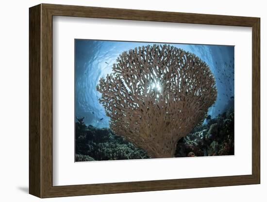 Sunlight Sparkles Through a Table Coral in Indonesia-Stocktrek Images-Framed Photographic Print