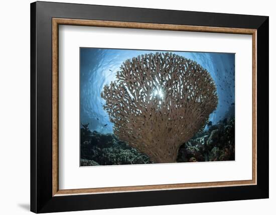 Sunlight Sparkles Through a Table Coral in Indonesia-Stocktrek Images-Framed Photographic Print