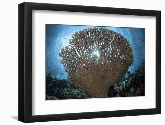 Sunlight Sparkles Through a Table Coral in Indonesia-Stocktrek Images-Framed Photographic Print