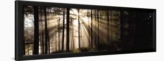 Sunlight Streaming Through Forest-Irving Underhill-Framed Art Print