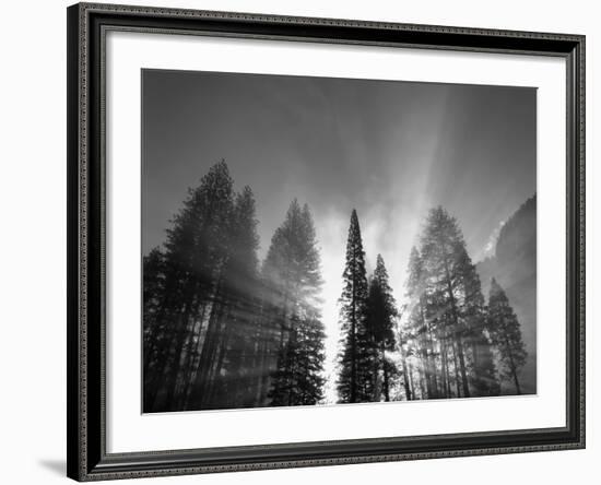 Sunlight Through Pine Forest in Yosemite Valley, Yosemite National Park, California, USA-Adam Jones-Framed Photographic Print