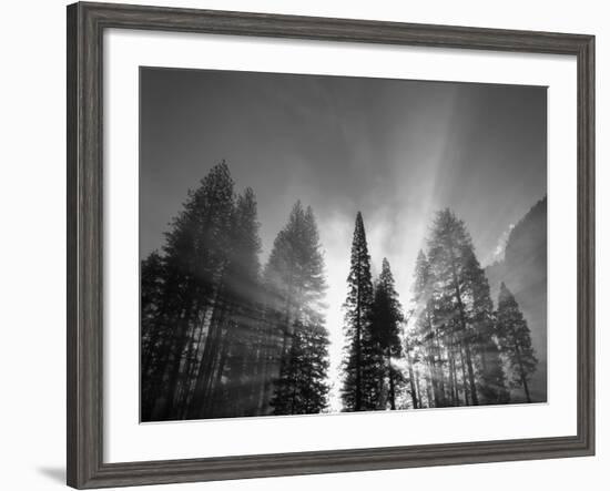 Sunlight Through Pine Forest in Yosemite Valley, Yosemite National Park, California, USA-Adam Jones-Framed Photographic Print