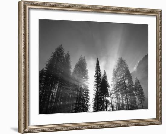 Sunlight Through Pine Forest in Yosemite Valley, Yosemite National Park, California, USA-Adam Jones-Framed Photographic Print