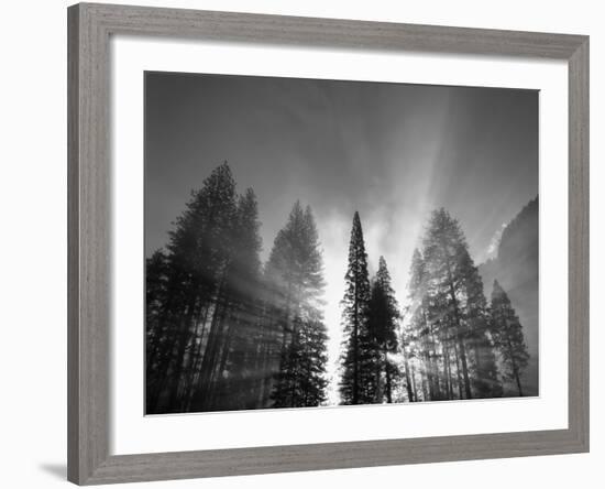 Sunlight Through Pine Forest in Yosemite Valley, Yosemite National Park, California, USA-Adam Jones-Framed Photographic Print