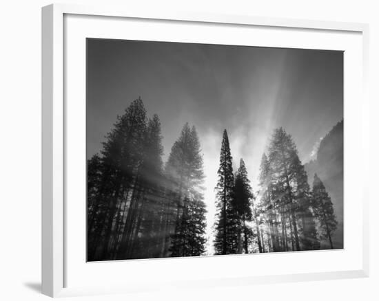 Sunlight Through Pine Forest in Yosemite Valley, Yosemite National Park, California, USA-Adam Jones-Framed Photographic Print