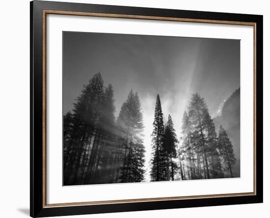 Sunlight Through Pine Forest in Yosemite Valley, Yosemite National Park, California, USA-Adam Jones-Framed Photographic Print