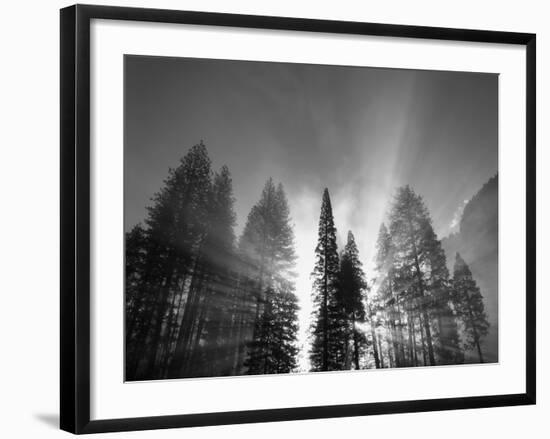 Sunlight Through Pine Forest in Yosemite Valley, Yosemite National Park, California, USA-Adam Jones-Framed Photographic Print