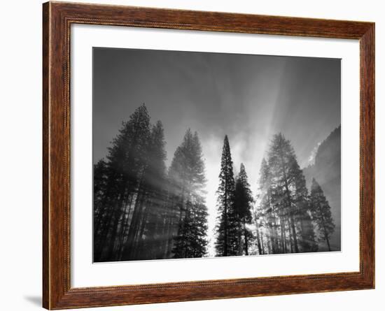 Sunlight Through Pine Forest in Yosemite Valley, Yosemite National Park, California, USA-Adam Jones-Framed Photographic Print