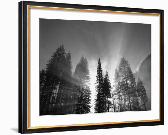 Sunlight Through Pine Forest in Yosemite Valley, Yosemite National Park, California, USA-Adam Jones-Framed Photographic Print