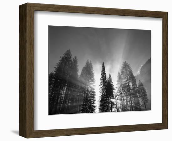 Sunlight Through Pine Forest in Yosemite Valley, Yosemite National Park, California, USA-Adam Jones-Framed Photographic Print