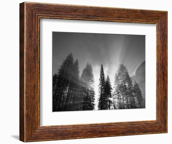 Sunlight Through Pine Forest in Yosemite Valley, Yosemite National Park, California, USA-Adam Jones-Framed Photographic Print