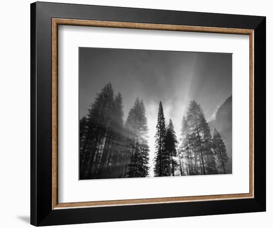 Sunlight Through Pine Forest in Yosemite Valley, Yosemite National Park, California, USA-Adam Jones-Framed Photographic Print