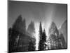 Sunlight Through Pine Forest in Yosemite Valley, Yosemite National Park, California, USA-Adam Jones-Mounted Photographic Print