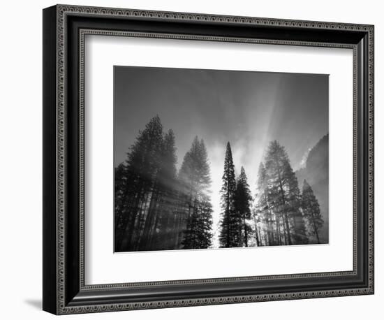 Sunlight Through Pine Forest in Yosemite Valley, Yosemite National Park, California, USA-Adam Jones-Framed Photographic Print