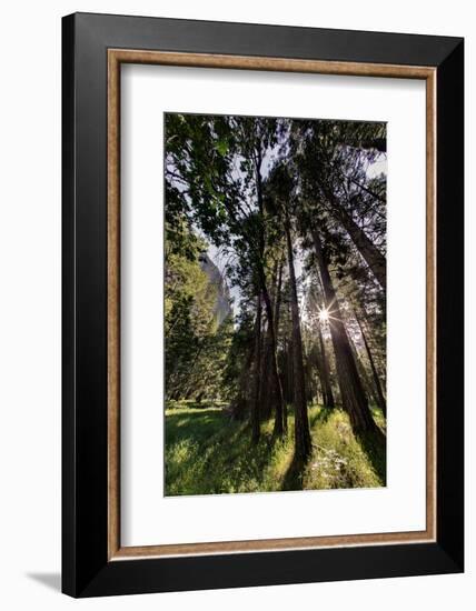 Sunlight through pine trees, Yosemite Valley, Yosemite National Park, California-Adam Jones-Framed Photographic Print