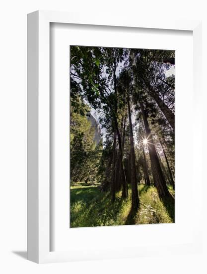 Sunlight through pine trees, Yosemite Valley, Yosemite National Park, California-Adam Jones-Framed Photographic Print