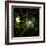 Sunlight Through the Trees-Clive Nolan-Framed Photographic Print