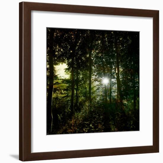 Sunlight Through the Trees-Clive Nolan-Framed Photographic Print