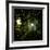 Sunlight Through the Trees-Clive Nolan-Framed Photographic Print