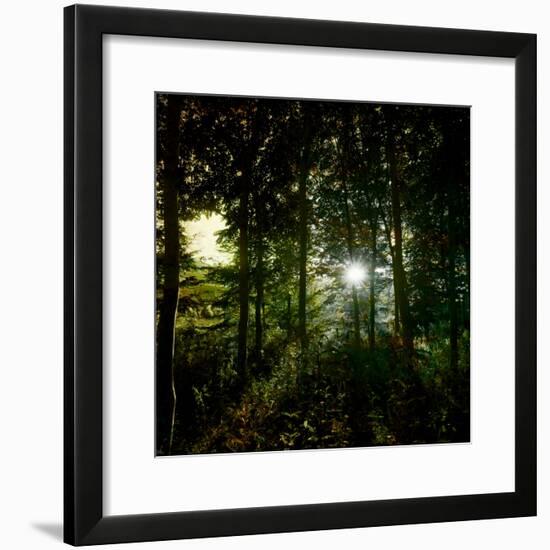 Sunlight Through the Trees-Clive Nolan-Framed Photographic Print