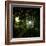 Sunlight Through the Trees-Clive Nolan-Framed Photographic Print