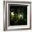 Sunlight Through the Trees-Clive Nolan-Framed Photographic Print