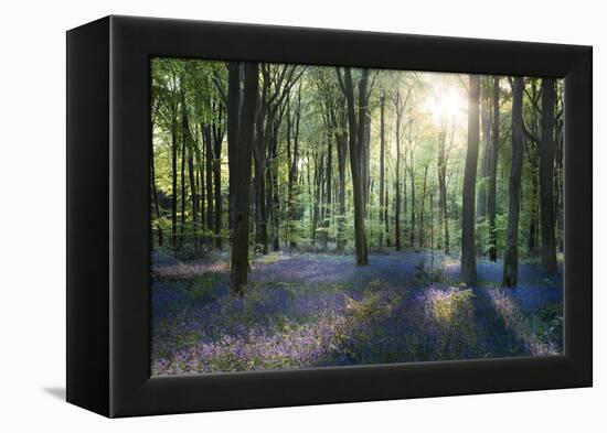 Sunlight Through Trees in Bluebell Woods, Micheldever, Hampshire, England-David Clapp-Framed Premier Image Canvas