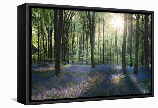 Sunlight Through Trees in Bluebell Woods, Micheldever, Hampshire, England-David Clapp-Framed Premier Image Canvas