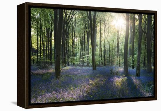 Sunlight Through Trees in Bluebell Woods, Micheldever, Hampshire, England-David Clapp-Framed Premier Image Canvas