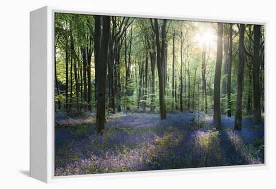 Sunlight Through Trees in Bluebell Woods, Micheldever, Hampshire, England-David Clapp-Framed Premier Image Canvas