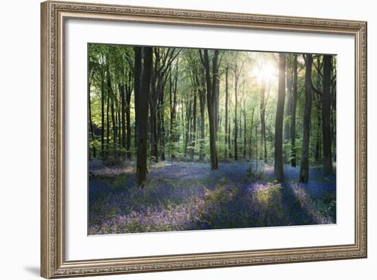 Sunlight Through Trees in Bluebell Woods, Micheldever, Hampshire, England-David Clapp-Framed Photographic Print