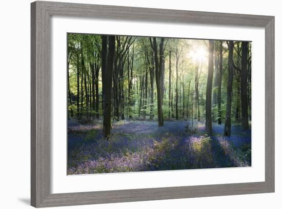 Sunlight Through Trees in Bluebell Woods, Micheldever, Hampshire, England-David Clapp-Framed Photographic Print