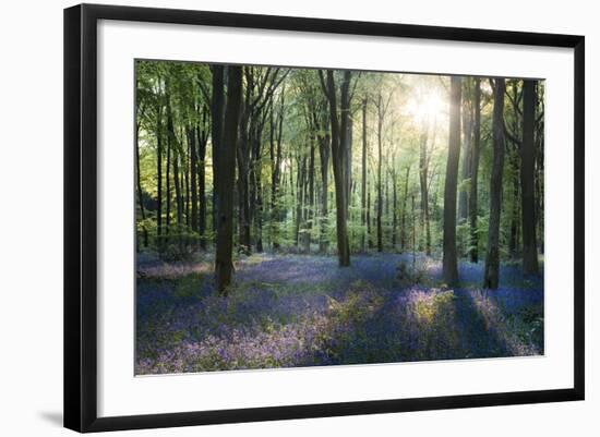 Sunlight Through Trees in Bluebell Woods, Micheldever, Hampshire, England-David Clapp-Framed Photographic Print