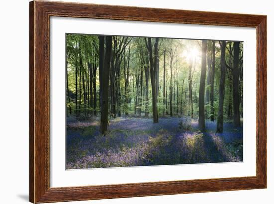 Sunlight Through Trees in Bluebell Woods, Micheldever, Hampshire, England-David Clapp-Framed Photographic Print