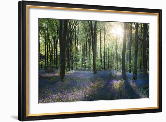 Sunlight Through Trees in Bluebell Woods, Micheldever, Hampshire, England-David Clapp-Framed Photographic Print