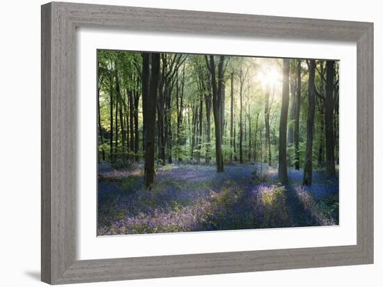 Sunlight Through Trees in Bluebell Woods, Micheldever, Hampshire, England-David Clapp-Framed Photographic Print