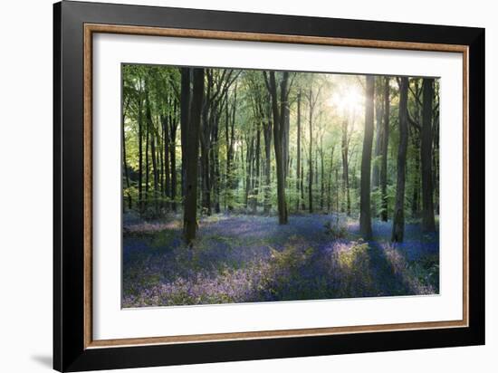 Sunlight Through Trees in Bluebell Woods, Micheldever, Hampshire, England-David Clapp-Framed Photographic Print