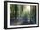 Sunlight Through Trees in Bluebell Woods, Micheldever, Hampshire, England-David Clapp-Framed Photographic Print