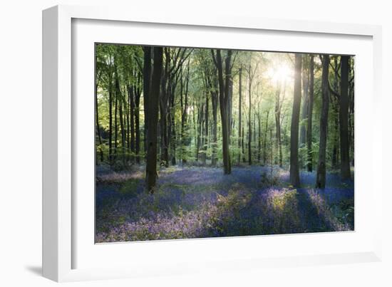 Sunlight Through Trees in Bluebell Woods, Micheldever, Hampshire, England-David Clapp-Framed Photographic Print