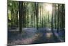 Sunlight Through Trees in Bluebell Woods, Micheldever, Hampshire, England-David Clapp-Mounted Photographic Print