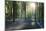 Sunlight Through Trees in Bluebell Woods, Micheldever, Hampshire, England-David Clapp-Mounted Photographic Print