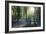 Sunlight Through Trees in Bluebell Woods, Micheldever, Hampshire, England-David Clapp-Framed Photographic Print