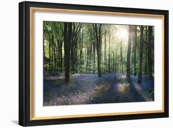 Sunlight Through Trees in Bluebell Woods, Micheldever, Hampshire, England-David Clapp-Framed Photographic Print