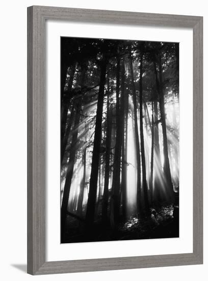 Sunlight Through Trees, Mount Rainier National Park, Washington, USA-Adam Jones-Framed Photographic Print