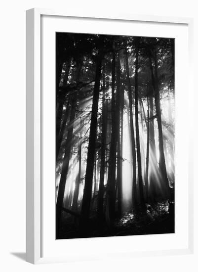 Sunlight Through Trees, Mount Rainier National Park, Washington, USA-Adam Jones-Framed Photographic Print