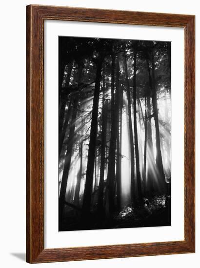 Sunlight Through Trees, Mount Rainier National Park, Washington, USA-Adam Jones-Framed Photographic Print