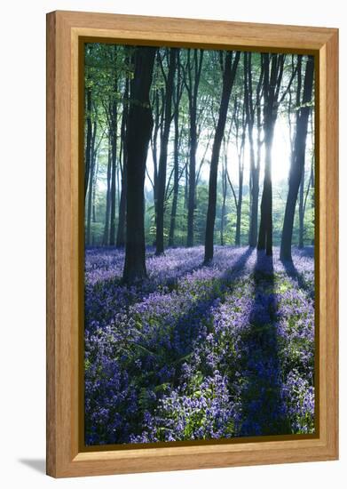 Sunlight Through Treetrunks in Bluebell Woods, Micheldever, Hampshire, England-David Clapp-Framed Premier Image Canvas