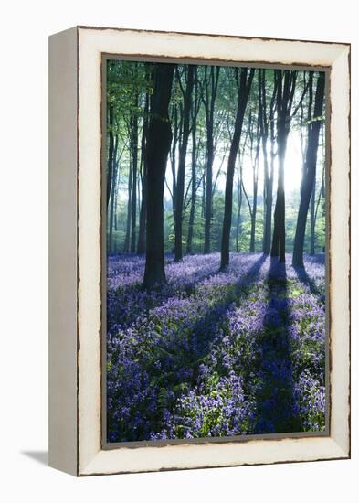 Sunlight Through Treetrunks in Bluebell Woods, Micheldever, Hampshire, England-David Clapp-Framed Premier Image Canvas