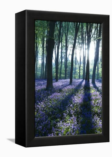 Sunlight Through Treetrunks in Bluebell Woods, Micheldever, Hampshire, England-David Clapp-Framed Premier Image Canvas
