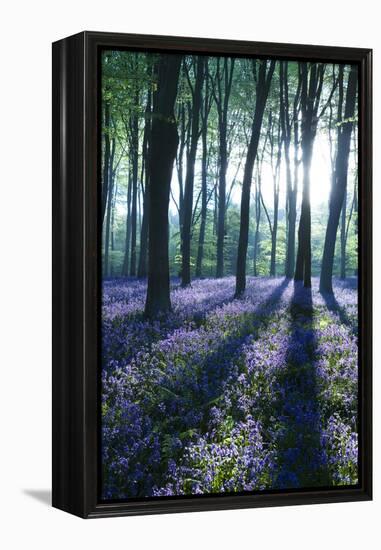 Sunlight Through Treetrunks in Bluebell Woods, Micheldever, Hampshire, England-David Clapp-Framed Premier Image Canvas